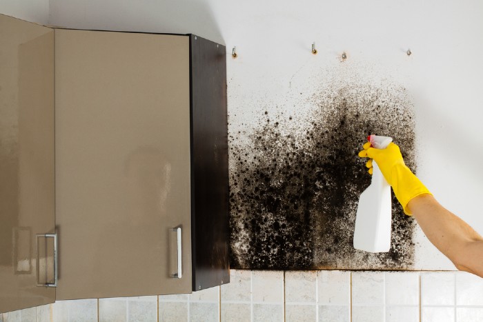 Mold Removal San Diego: How To Address Mold Issues Effectively