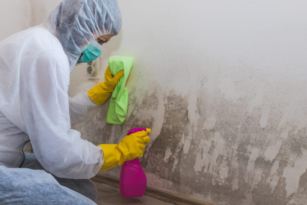 Mold Removal Tampa: Where Can I Find Professional Mold Remediation Services?