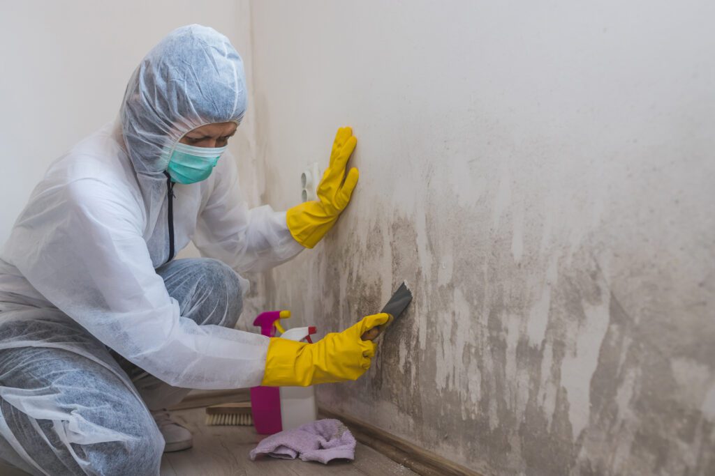 Need Mold Removal In Westchester NY? How Can Professionals Help You?