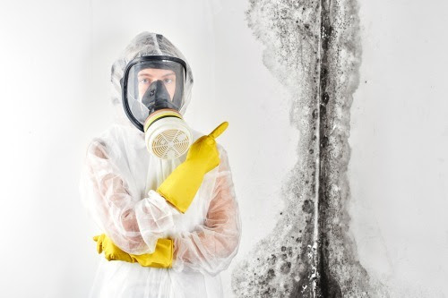Need Mold Removal In Westchester NY? How Can Professionals Help You?