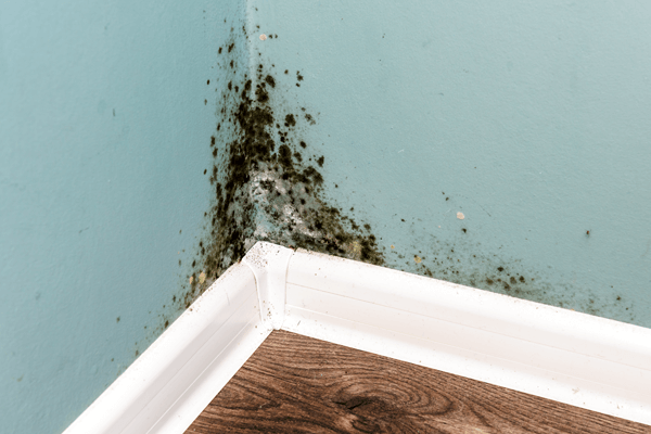 Removing Black Mold From Drywall: What You Need To Know About Mold Remediation
