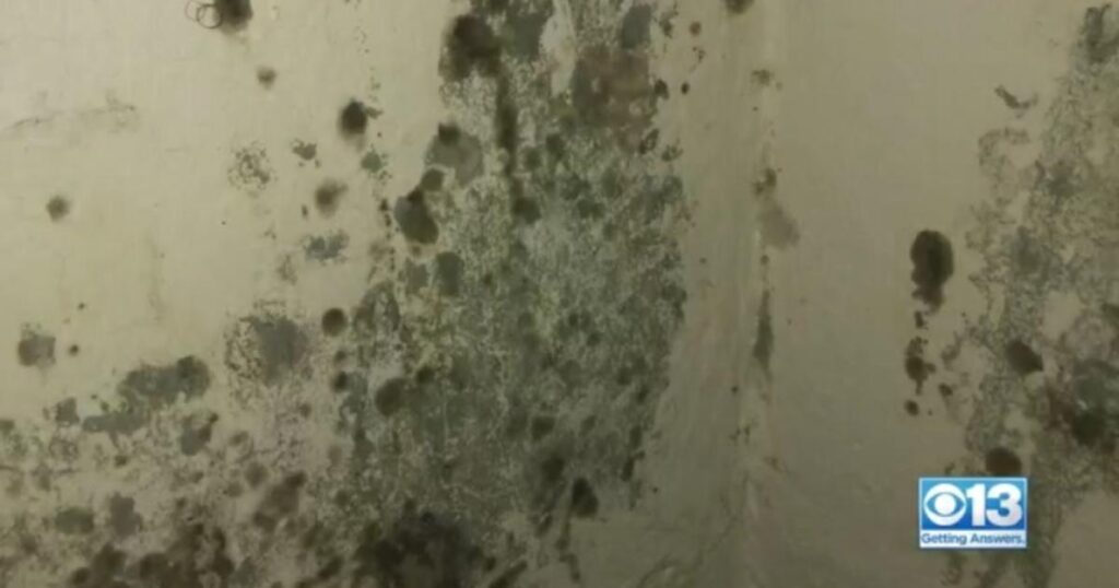 Struggling With Mold Problems In Sacramento? Learn How To Get Effective Mold Removal