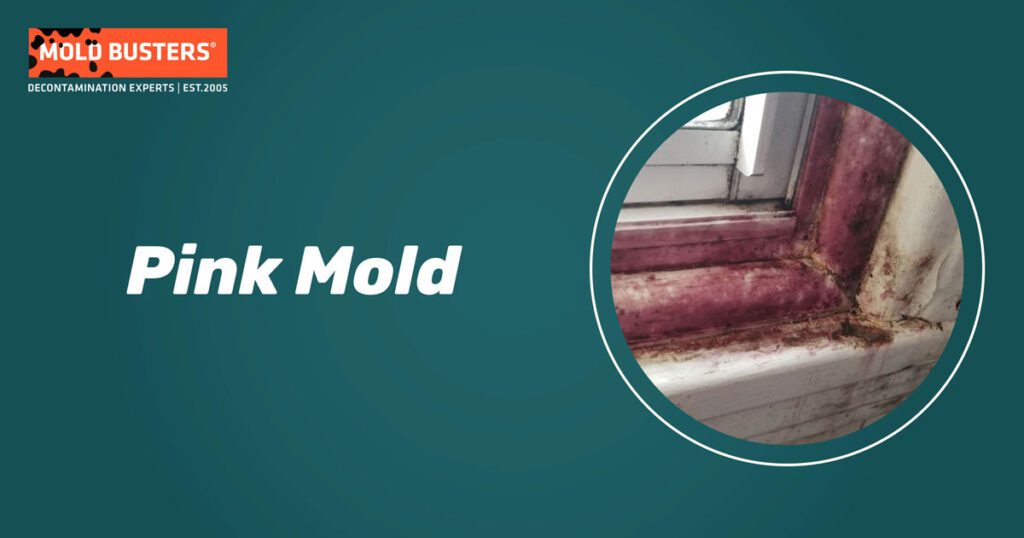 Symptoms Of Pink Mold Exposure: Recognizing The Uncommon Fungal Intruder