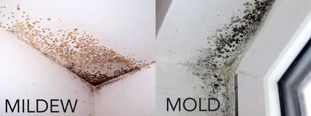 What Are The Health Risks Associated With Mold In San Diego Homes?
