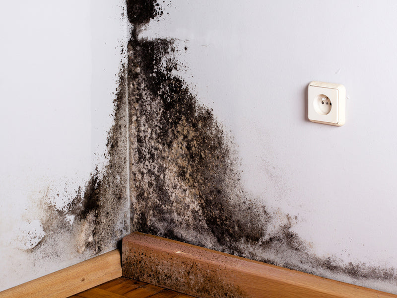 What Are The Signs Of Black Mold Infestation On Drywall?