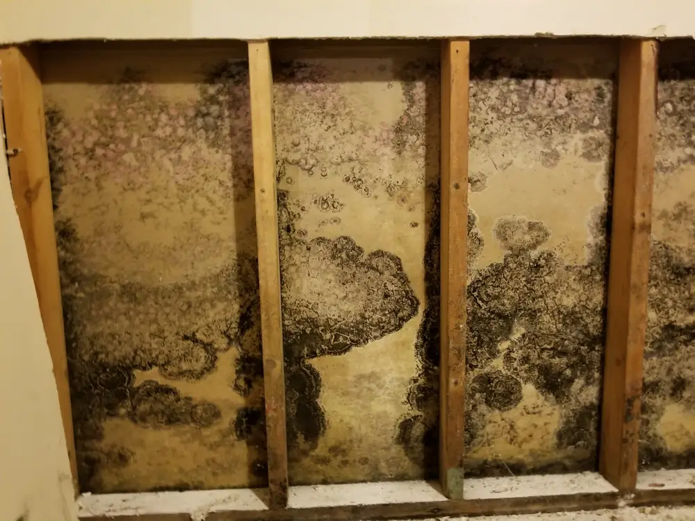 What Are The Signs Of Black Mold Infestation On Drywall?
