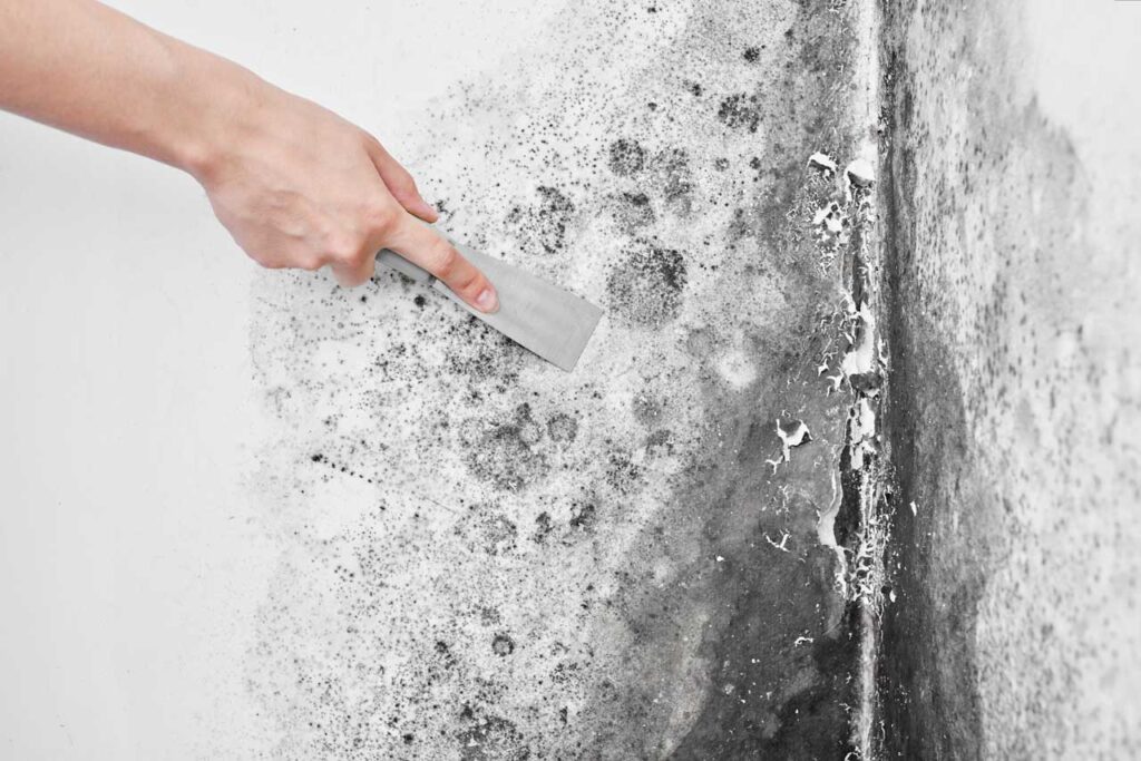 What Are The Steps Involved In Professional Mold Removal In Garland TX