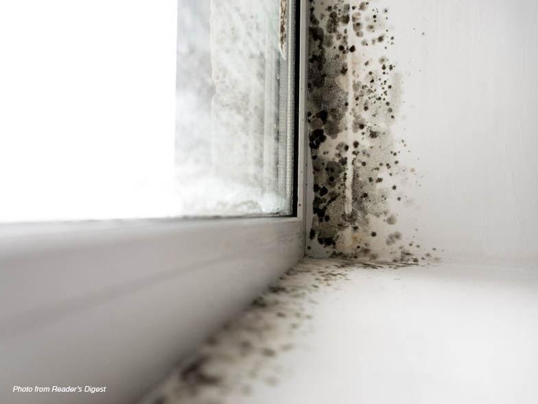What Does Toxic Mold Look Like?