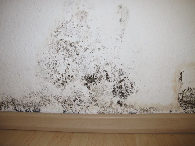What Does Toxic Mold Look Like?