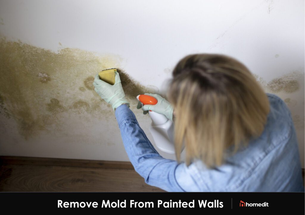 What Kills Mold On Walls?