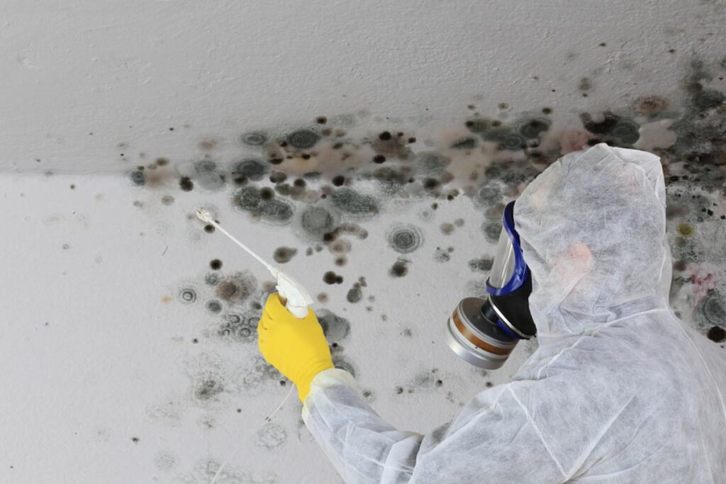 What Steps Should I Take After Mold Removal In My Miami Property?