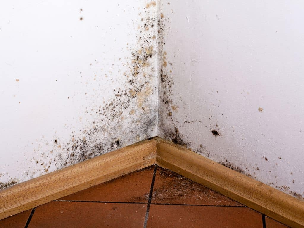 Will Mold Go Away If Dry?