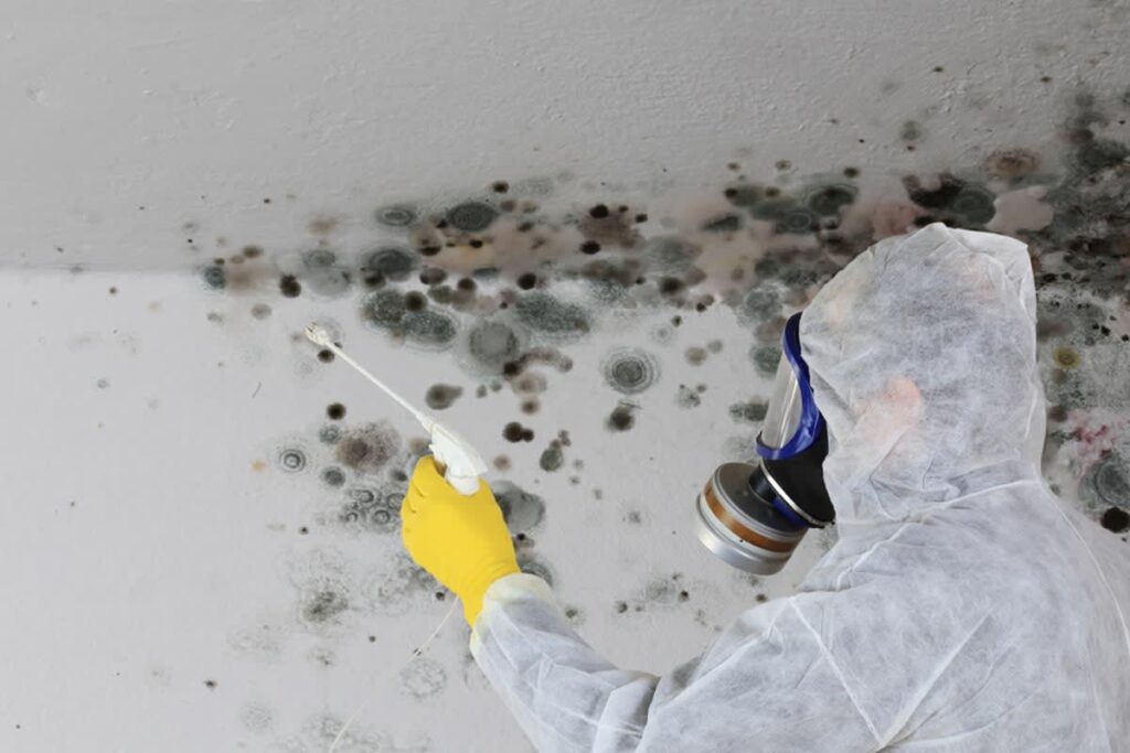 How Much Is Mold Inspection