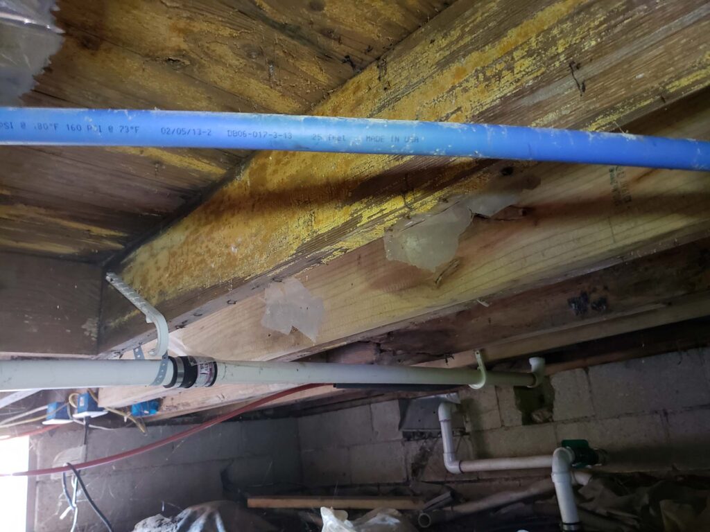 Mold Remediation Greenwood In